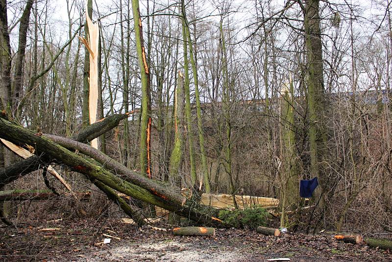 Hasiči odstraňovali v pondělí  10. února po poledni stromy, které silný vítr vyvrátil na garáž na Nové ulici v Hranicích.