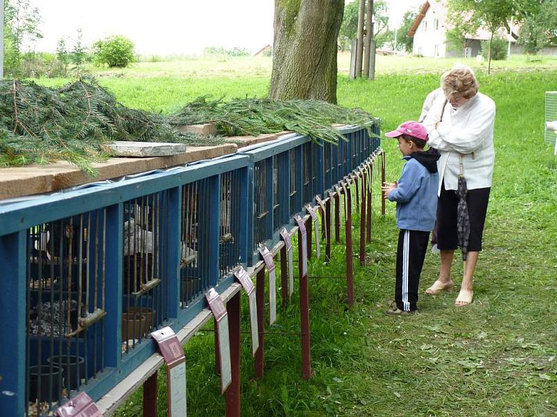 Nejen králíky, ale i různý druhy drůbeže a ptactva mohl vidět každý, kdo přišel na chovatelskou výstavu do Malhotic. 