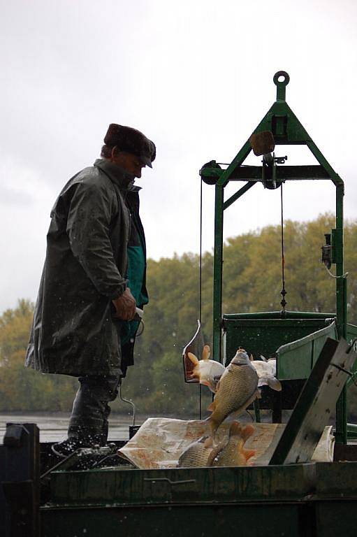 Davy lidí zavítaly i v deštivém počasí na tradiční výlov Hradeckého rybníka v Tovačově. Návštěvníci se mohli dívat pod ruky mistrům Petrova cechu a ochutnat některou z oblíbených rybích pochoutek. Výlov potrvá i v neděli, a to od 8. 30 do 15 hodin