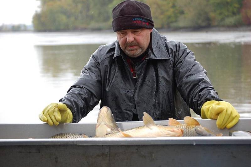 Davy lidí zavítaly i v deštivém počasí na tradiční výlov Hradeckého rybníka v Tovačově. Návštěvníci se mohli dívat pod ruky mistrům Petrova cechu a ochutnat některou z oblíbených rybích pochoutek. Výlov potrvá i v neděli, a to od 8. 30 do 15 hodin