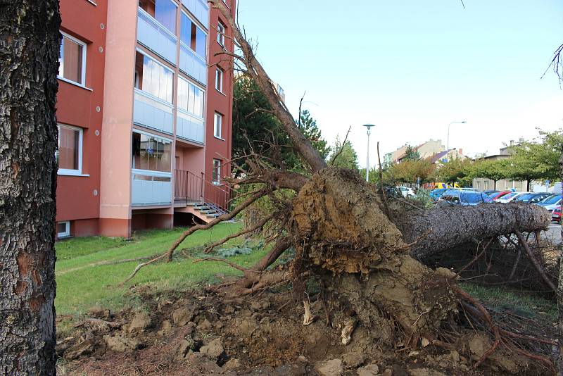 Vichřice napáchala škody na třídě 1. máje, kde spadl nedaleko obchodu Hruška vrostlý smrk. Na sídlišti Struhlovsko to odneslo hned stromů několik. Před domem číslo 1410 a 1411 nevydržely nárazy silného větru hned tři vzrostlé borovice a na dům s číslem 14