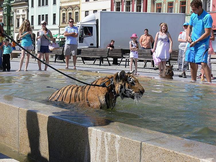 Koupání tygra na hranickém náměstí