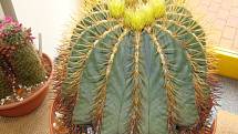 Až do neděle 14. června zdobí budovu u přerovského Výstaviště výstava kaktusů a sukulentů.