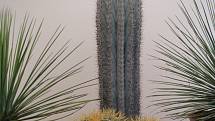 Až do neděle 14. června zdobí budovu u přerovského Výstaviště výstava kaktusů a sukulentů.