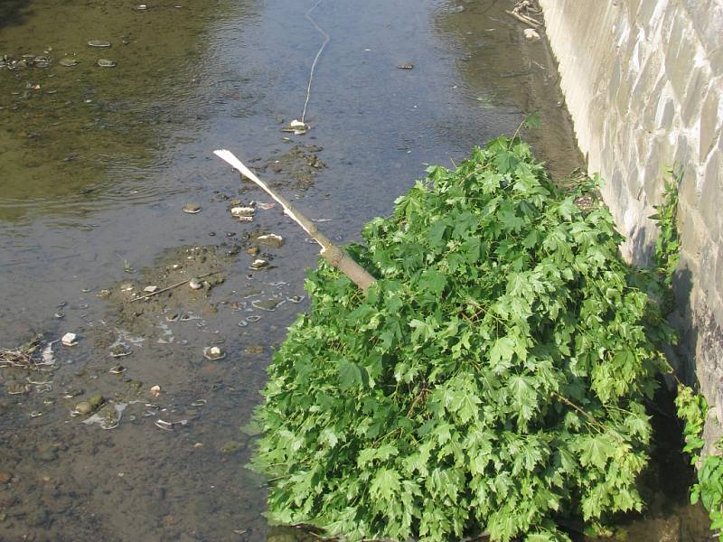 Šestice mladých javorů nepřežila v Hranicích uplynulý víkend. Neznámý výtržník přeťal v noci ze soboty na neděli jejich kmeny a koruny naházel do potoka. Město tím způsobil škodu třicet tisíc korun. 