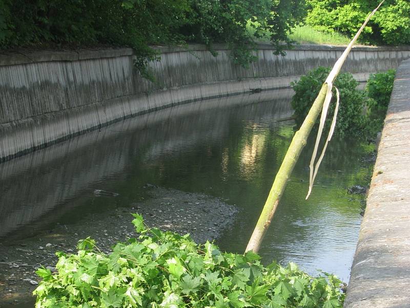 Šestice mladých javorů nepřežila v Hranicích uplynulý víkend. Neznámý výtržník přeťal v noci ze soboty na neděli jejich kmeny a koruny naházel do potoka. Město tím způsobil škodu třicet tisíc korun. 