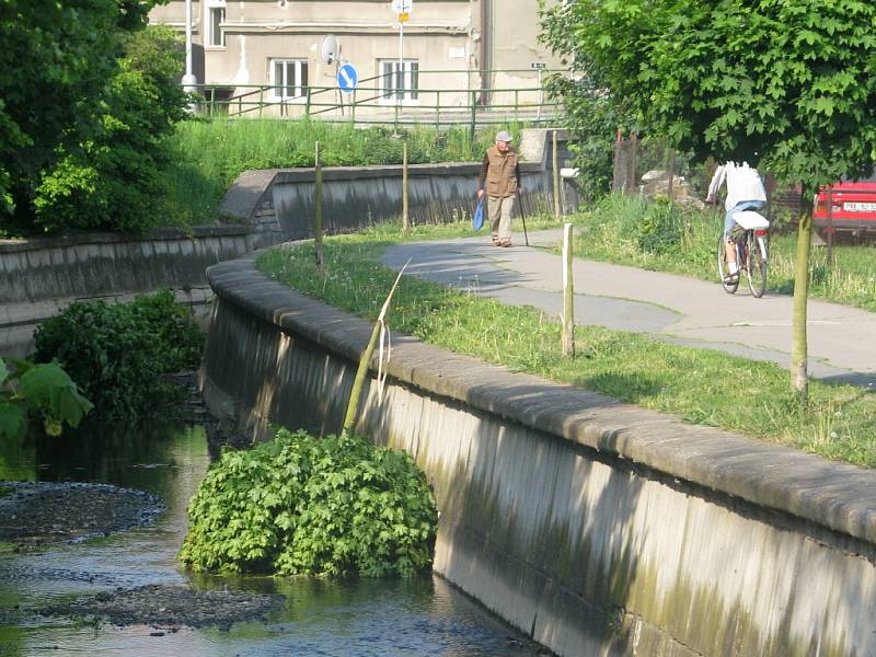 Šestice mladých javorů nepřežila v Hranicích uplynulý víkend. Neznámý výtržník přeťal v noci ze soboty na neděli jejich kmeny a koruny naházel do potoka. Město tím způsobil škodu třicet tisíc korun. 