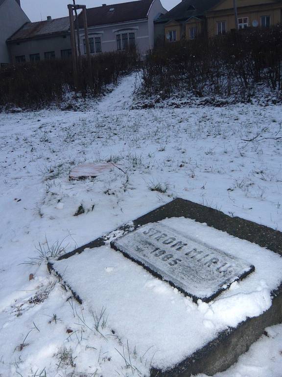 Strom míru v Hranicích, na němž se loni v listopadu oběsil dvacetiletý bývalý student jedné z místních středních škol, skácel vandal.
