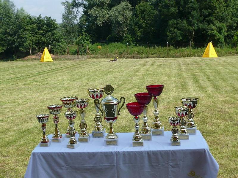 Desítky psů během soboty v Hranicích soutěžily o pohár starosty města.
