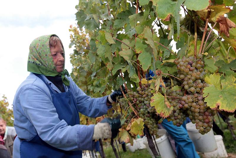 Vinobraní v rodinném vinařství Vaďura v Polešovicích. Viniční trať Míšky, odrůda Floriánka