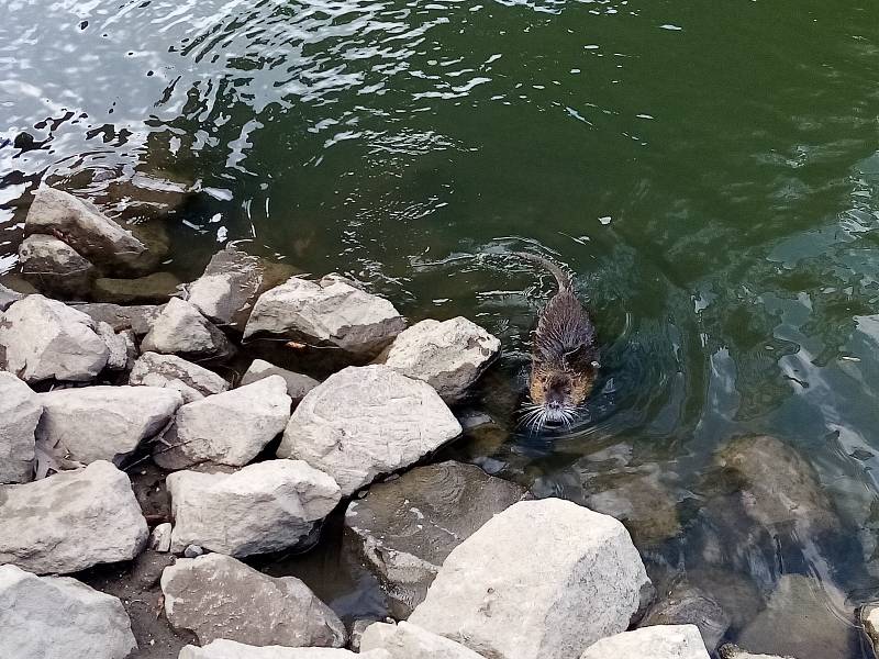 Vodní krysa, alias nutrie říční na břehu řeky Moravy v Uherském Hradišti