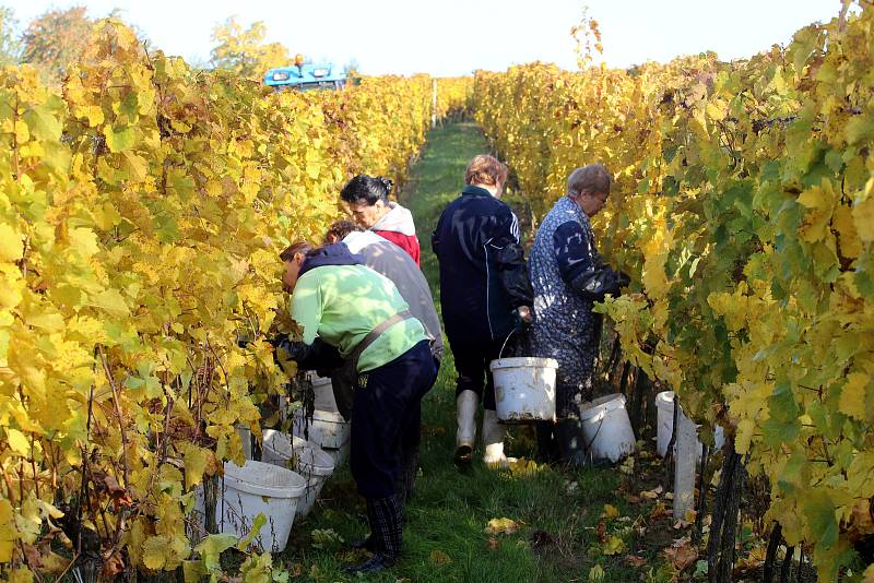 Vinobraní v rodinném vinařtví Vaďura v Polešovicích.Viniční trať Míšky  odrůda Ryzlink rynský