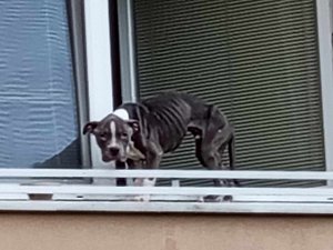 Psa z parapetu zamčeného bytu ve Štěpnicích v Uherském Hradišti vysvobodili hasiči.