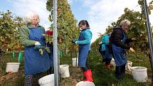 Vinobraní v rodinném vinařství Vaďura v Polešovicích. Viniční trať Míšky, odrůda Floriánka