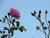 Kvetoucí růže i plody šípku na jednom keři.