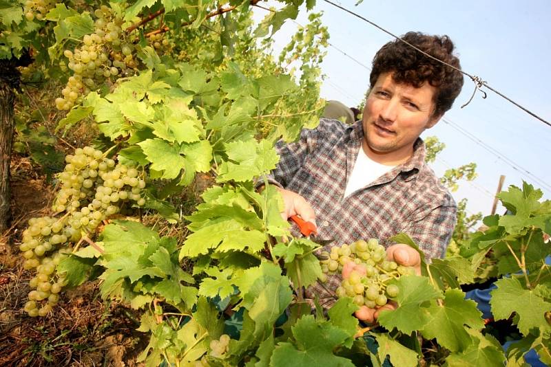 Vinobraní v rodinném vinařství Nikodém Míša v Polešovicích.  Viniční trať Novosady. Sběr odrůdy Muller Thurgau. Na snímku Nikodém Míša.