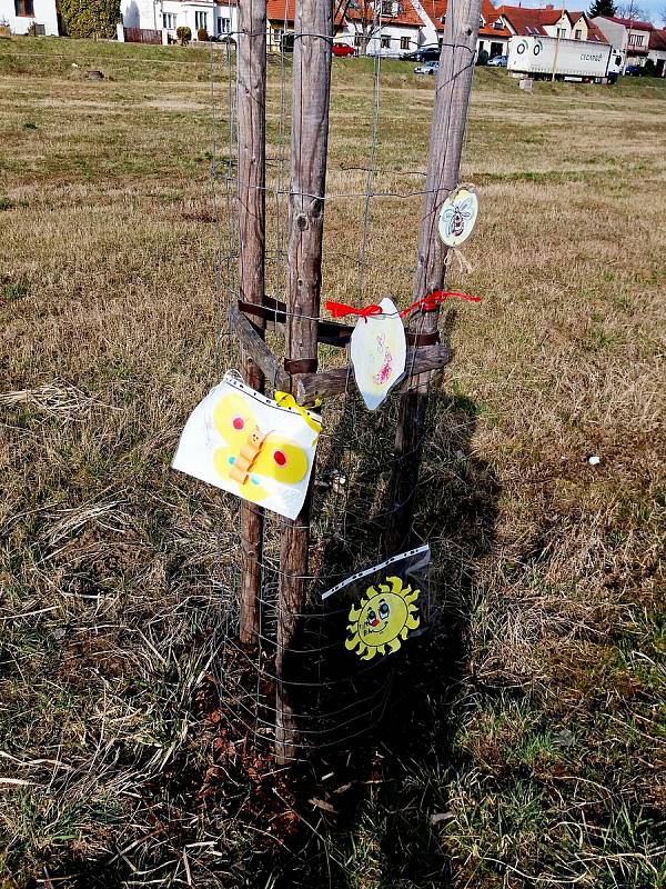 Děti z velehradské mateřinky jablůňky v roce 2019 sadily a nyní je kresbičkami ozdobily.