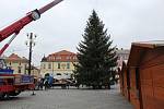 Uherskohradišťaký vánoční strom Douglaska. Jeho kácení ba sídlišti Štěpnice, přestun i stavba na Masarykově náměstí...