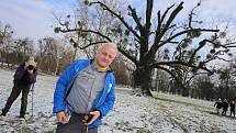 Ořešák černý ( juglans nigra)  Evropský strom roku 2018 zámecký park v Kvasicích. Rob McBride