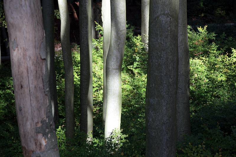 Přírodní rezervace Holý kopec na podzim.