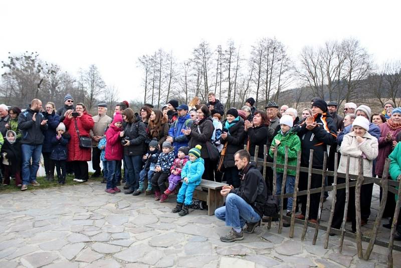 Starodávný zvyk vynášení Morany a vítání jara udržují na Modré už šestadvacet let.