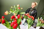Tulipománie III. Výstava tulipánů v zámku v Buchlovicích. Na snímku Barbora Kulihová