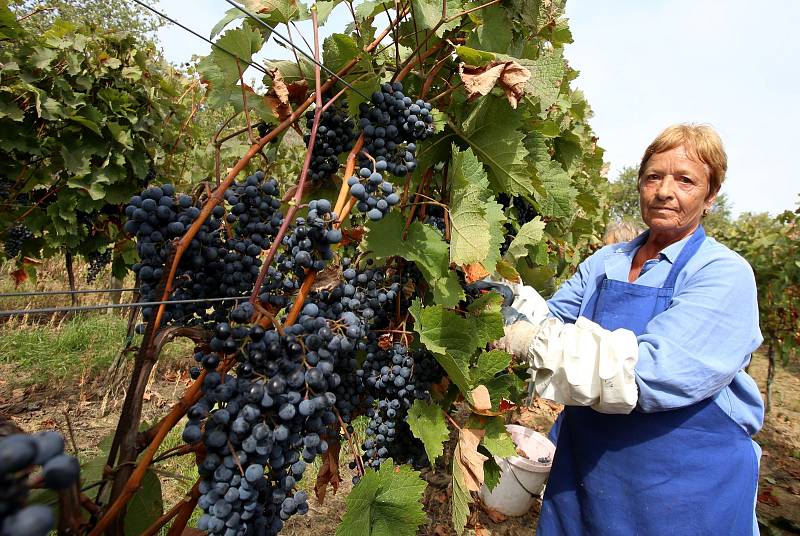 Vinobraní v rodinném vinařství Vaďura v Polešovicích. Viniční trať Nové hory, odrůda vína dornfelder.