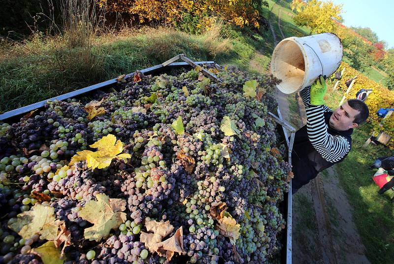 Vinobraní v rodinném vinařtví Vaďura v Polešovicích.Viniční trať Míšky  odrůda Ryzlink rynský