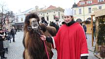 Tři králové na fríských koních z Ranče Nevada projeli Masarykovým náměstím v Uherském Hradišti, čímž symbolicky odstartovali charitativní Tříkrálovou sbírku. Letos je také doprovodil velbloud Paša.