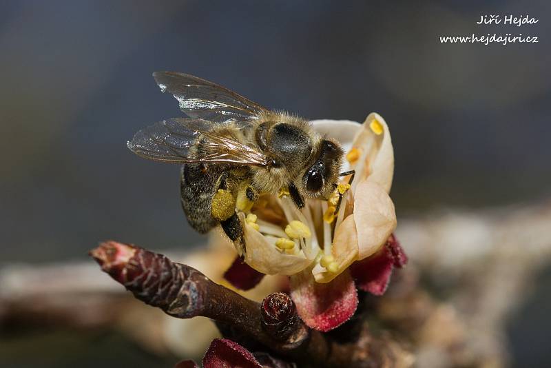 Včela medonosná na květu, Zlechov, 2.4.2020