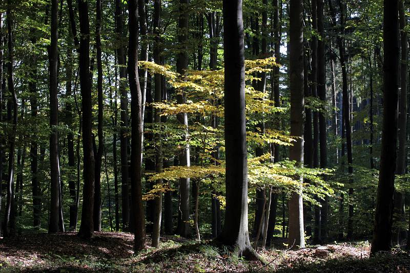 Přírodní rezervace Holý kopec na podzim.