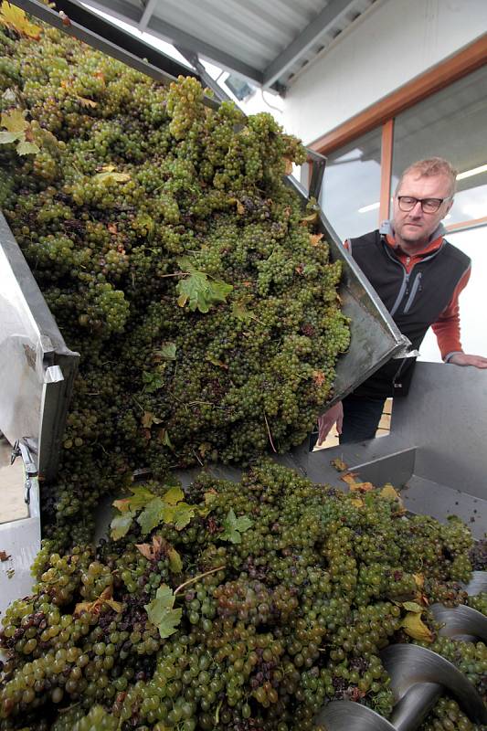 Vinobraní v rodinném vinařství Vaďura v Polešovicích. Viniční trať Míšky, odrůda Floriánka