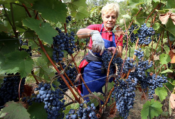 Vinobraní v rodinném vinařství Vaďura v Polešovicích. Viniční trať Nové hory, odrůda vína dornfelder.