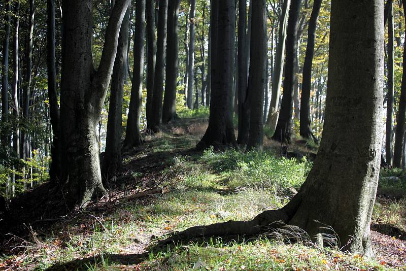 Přírodní rezervace Holý kopec na podzim.