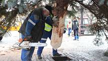 V Uherském Hradišti ve středu 22. listopadu dopoledne vztyčili vánoční strom. Jedná se o třináctimetrový smrk pichlavý, který pochází z ulice Zahradní na sídlišti Štěpnice.