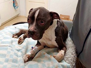 Zbídačený pes z Uherského Hradiště na zdravotní kontrole v ordinaci veterinářky Karoliny Turčinové.