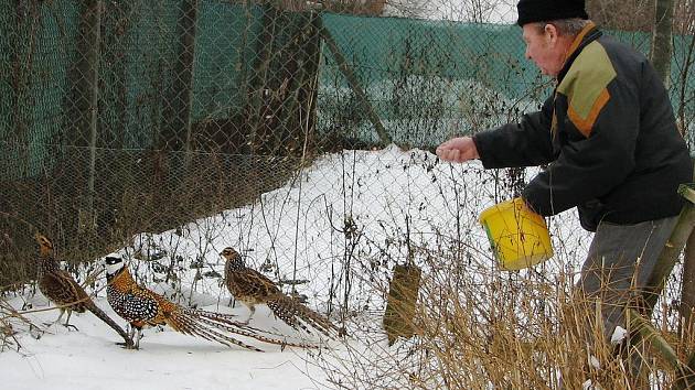 Kohout bažanta královského je chloubou odchovny velehradských nimrodů. Při krmení bažantů v odchovně jsme zastihli Evžena Kunze, jednoho z nejstarších členů tamního sdružení. 