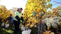 Vinobraní v rodinném vinařtví Vaďura v Polešovicích.Viniční trať Míšky  odrůda Ryzlink rynský