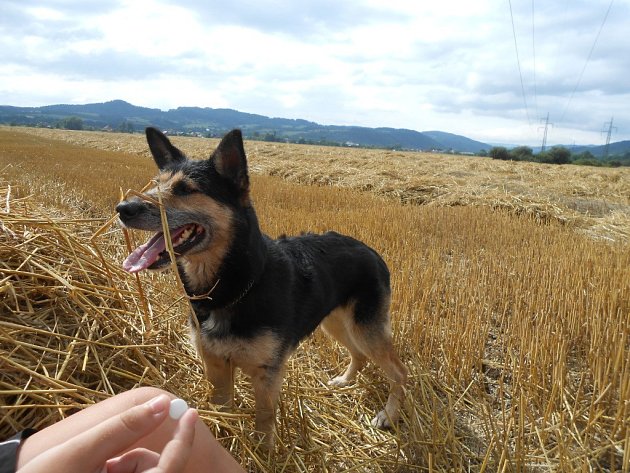 3. BUDDY. Nechám se nalákat? 