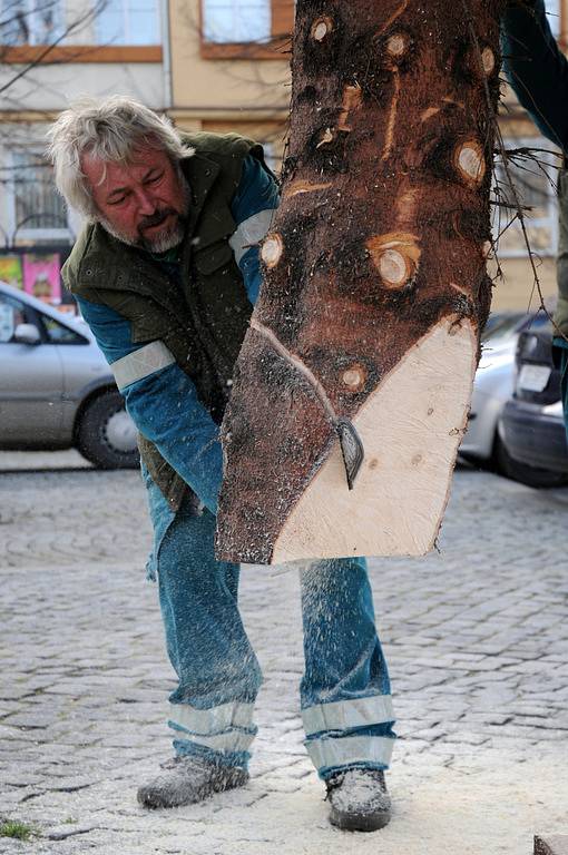 V Uherském Hradišti v pondělí 1. prosince postavili vánoční strom.