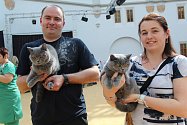 Na 160 soutěžících koček přinesli chovatelé na 17. ročník Mezinárodní výstavy koček do prostor bojkovického Zámku Světlov.