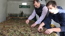 Ze tří metráků hroznů odrůdy Rulandské bílé vzniká v těchto dnech slámové víno v rodinném vinařství Petra Gottwalda Dvůr Pod Starýma horama v Boršicích.