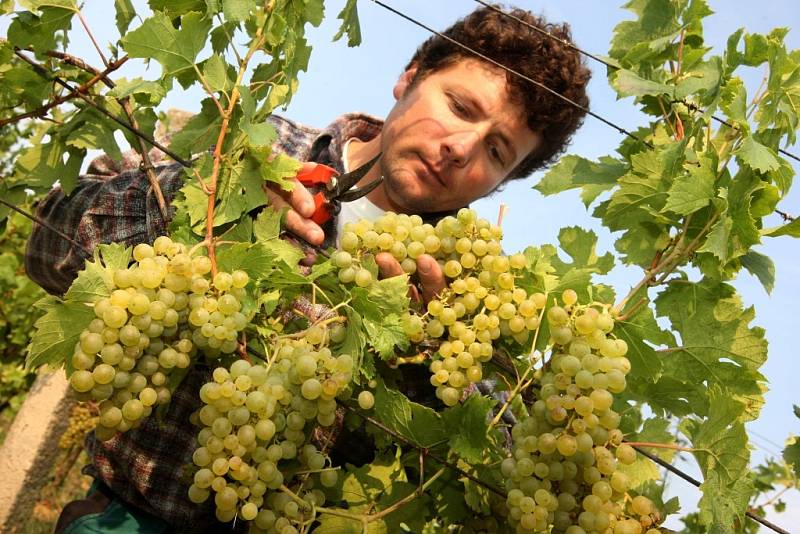 Vinobraní v rodinném vinařství Nikodém Míša v Polešovicích.  Viniční trať Novosady. Sběr odrůdy Muller Thurgau. Na snímku Nikodém Míša.