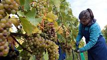 Vinobraní v rodinném vinařství Vaďura v Polešovicích. Viniční trať Míšky, odrůda Floriánka