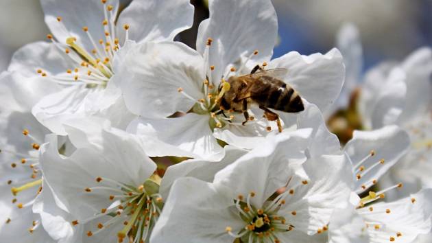 Nebude to tak dlouho trvat a včelky budou na květech třešní sbírat nektar.