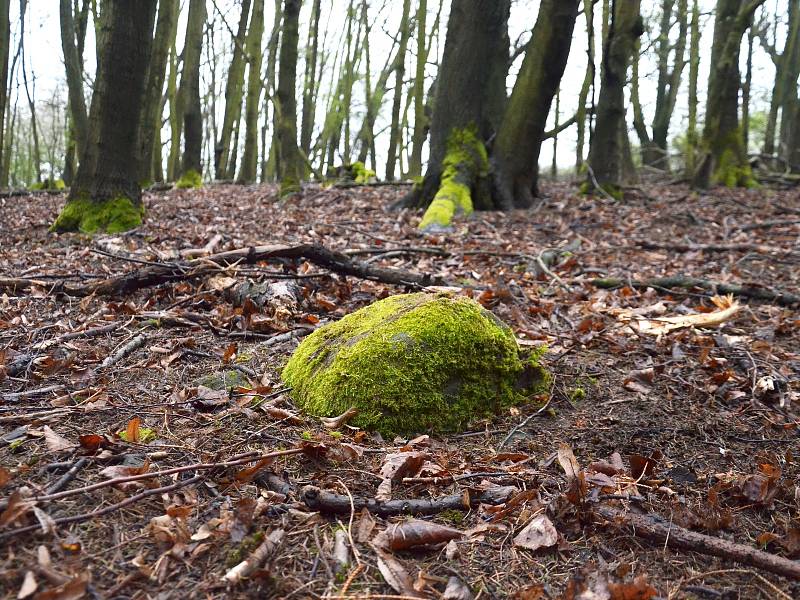 Tomáš Pjevič z Uherského Hradiště našel nedaleko přehrady Sovín nejstarší hraniční kámen ve Zlínském kraji a jeden z nejstarších dochovaných na Moravě.