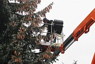 V Uherském Hradišti ve středu 22. listopadu dopoledne vztyčili vánoční strom. Jedná se o třináctimetrový smrk pichlavý, který pochází z ulice Zahradní na sídlišti Štěpnice.