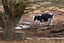 Majitelku hospodářského stavení v Břestku na Uherskohradišsku Zdenku V. obvinila krajská veterinární správa z týrání zvířat. 