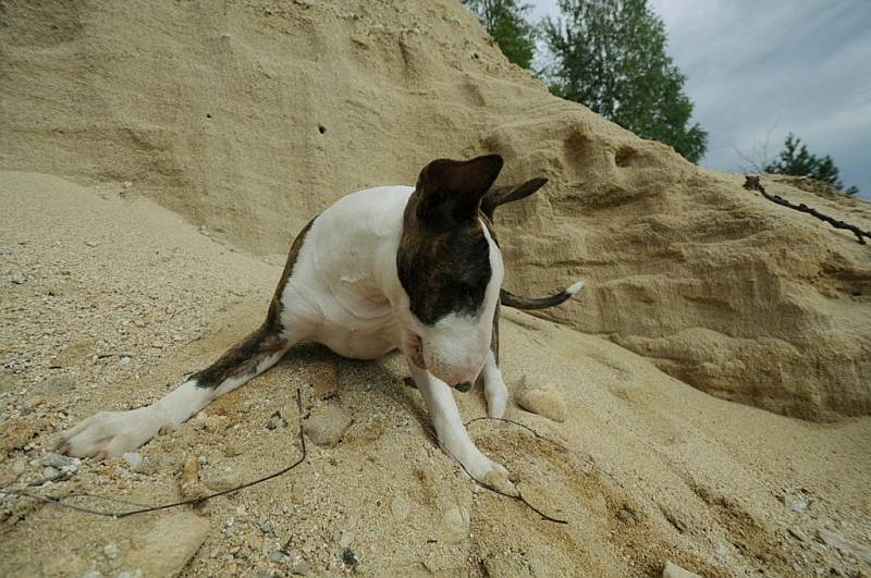 EBONY. Anglický bulteriér na pískovně. 