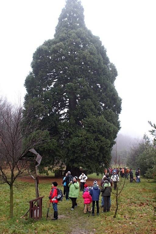 Na trase kolem Břestecké skály nemohl tenhle strom žádný z turistů minout.